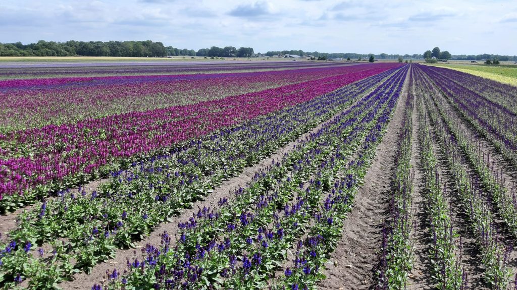 Wij zoeken een teler