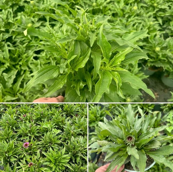 Bliksembezoek Portugal